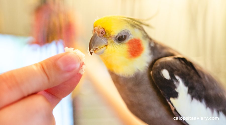 O que pode dar para Calopsita comer?