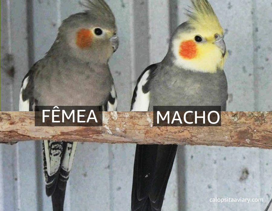 Como diferenciar calopsita fêmea do macho